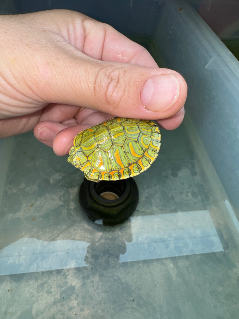 Hi Red Line Bred Pastel Red Eared Slider Turtle 2024