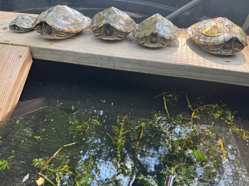 Barbour's  Map Turtle 1.4 Adult Breeding Colony (Graptemus barbouri)