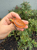 Bourret's Flowerback Box Turtle 2026