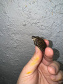 Hi White Concentric Diamondback Terrapin 2024