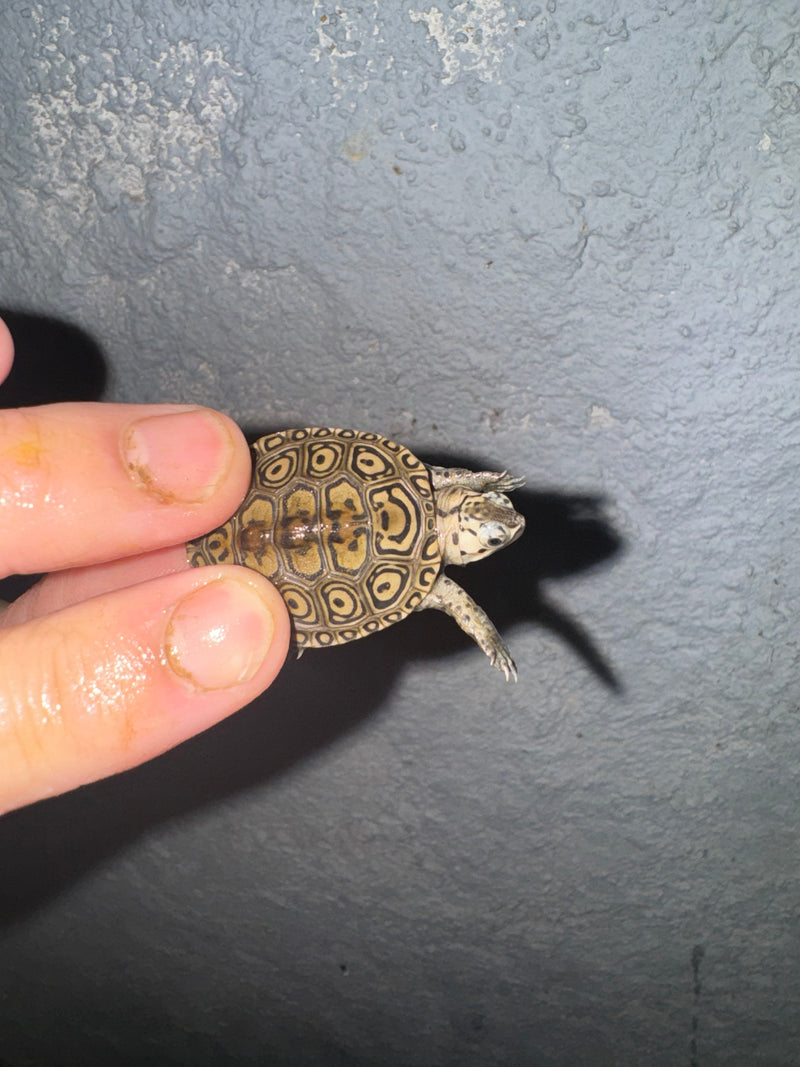 Hi White Concentric Diamondback Terrapin 2024