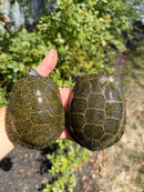 Sicilian Pond Turtle Adult Pair