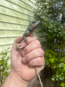 Oriental Garden Dragon Lizard (Calotes versicolor)