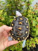 Ornate Diamondback Terrapin Female