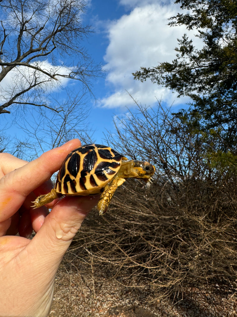 Sri Lankan Star Tortoise 2024