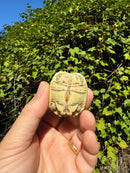 Leopard Tortoise 2024