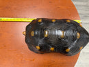 Barbados Red Foot Tortoise Adult Male