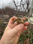 Leopard Tortoise 2026
