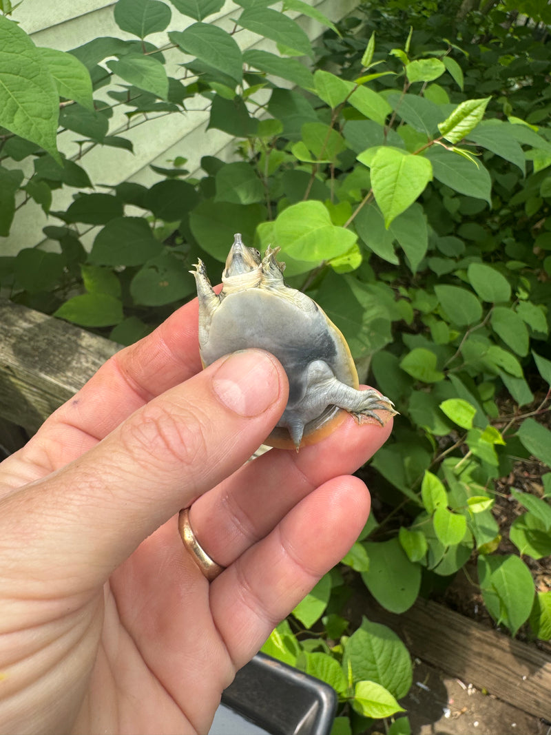 Guadalupe Spiny Softshell Turtle Baby (Apalone spinifera guadalupensis)