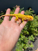Crimson Red Albino Green Iguana 2026