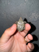 Hi White Concentric Diamondback Terrapin 2024