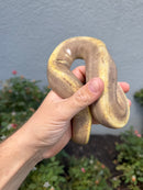 Banana Ball Python Mixed Morph Female