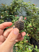 Hypomelanistic Common Snapping Turtle 2026