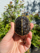 HI YELLOW Florida Box Turtle