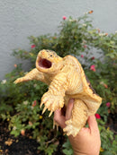 Hypomelanistic Common Snapping Turtle 2024