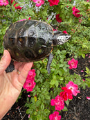Adult Mississippi  Diamondback Terrapin Male