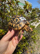 Libyan Greek Tortoise Adult Male