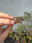 Hi Color Eastern Box Turtle Baby