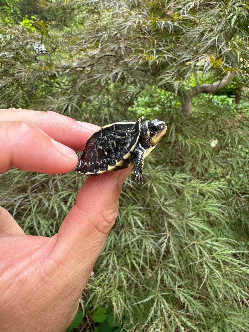 HI YELLOW Florida Box Turtle Baby 2024