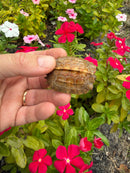 Hi Orange Vietnamese Black Breasted Leaf Turtle Baby