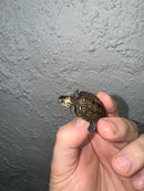 Hi White Concentric Diamondback Terrapin 2024