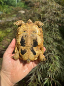 Syrian Golden Greek Tortoise Pair