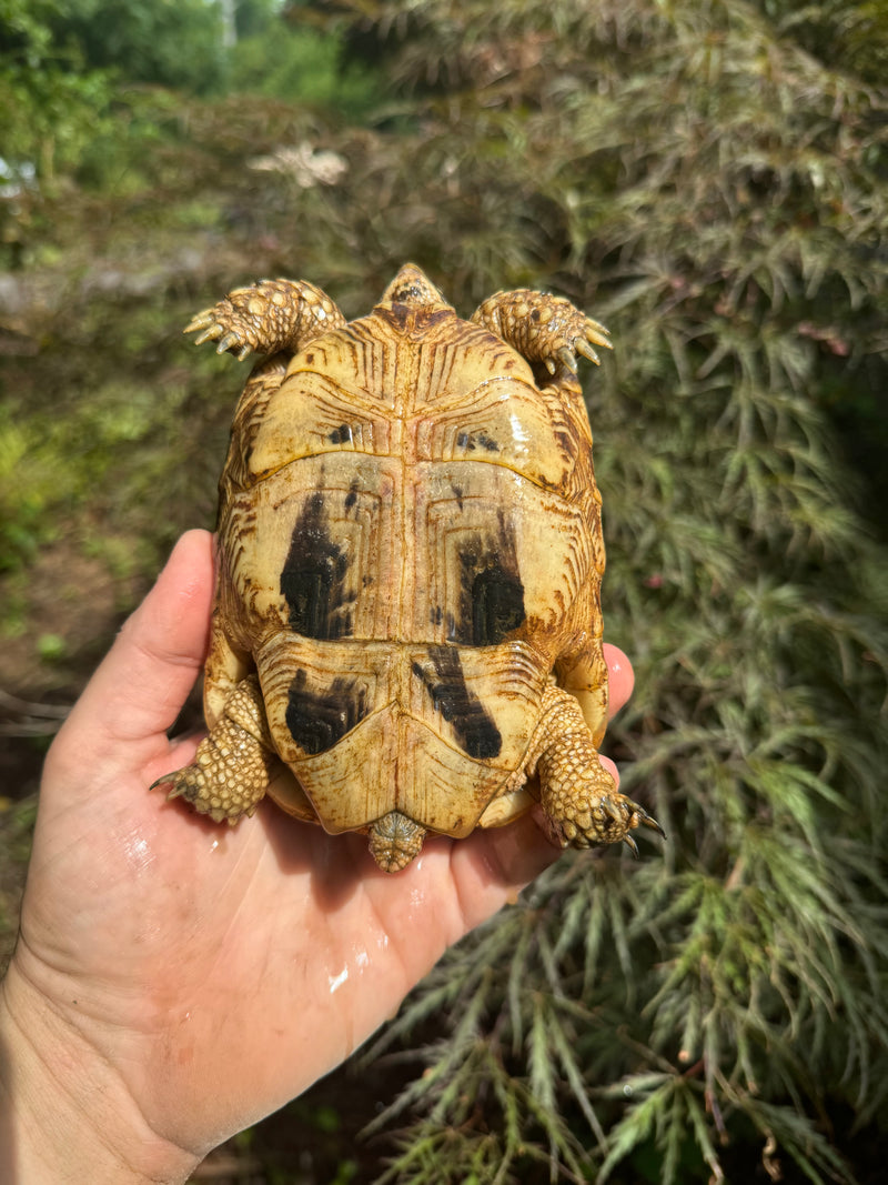 Syrian Golden Greek Tortoise Pair