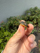 Pastel  Southern Painted Turtle 2026