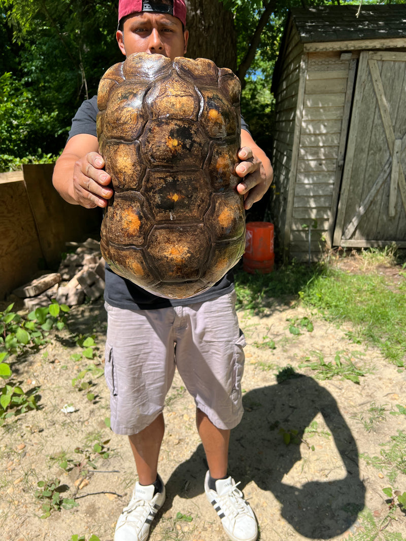 Suriname Red Foot Tortoise Adult Pair 7 XXL (Chelonoidis carbonaria)