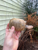 Leucistic African Helmeted Turtle Adult Trio (Pelomedusa subrufa)