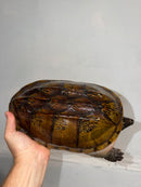 Mexican Giant Musk Adult Male