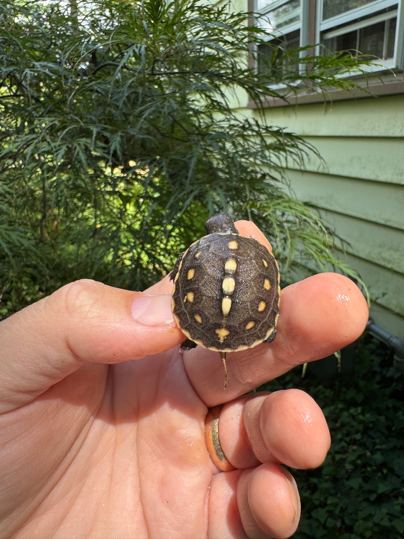 Hi Color Yellow Baby Eastern Box Turtle