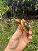 Cherrybomb Red Foot Tortoise Baby 2025