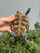 Concentric Diamondback Terrapin Adult Female
