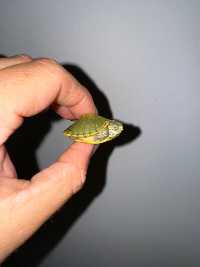 Genetic Pastel Red Eared Slider Turtle 2024