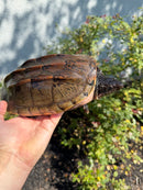 Mexican Giant Musk XXL Adult Pair