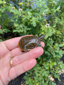 Pastel Clown Florida Softshell