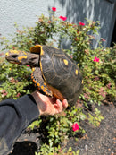 Red Foot Tortoise Adult Female