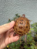 Hi Color Orange Baby Eastern Box Turtle