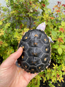 Ornate Diamondback Terrapin Female