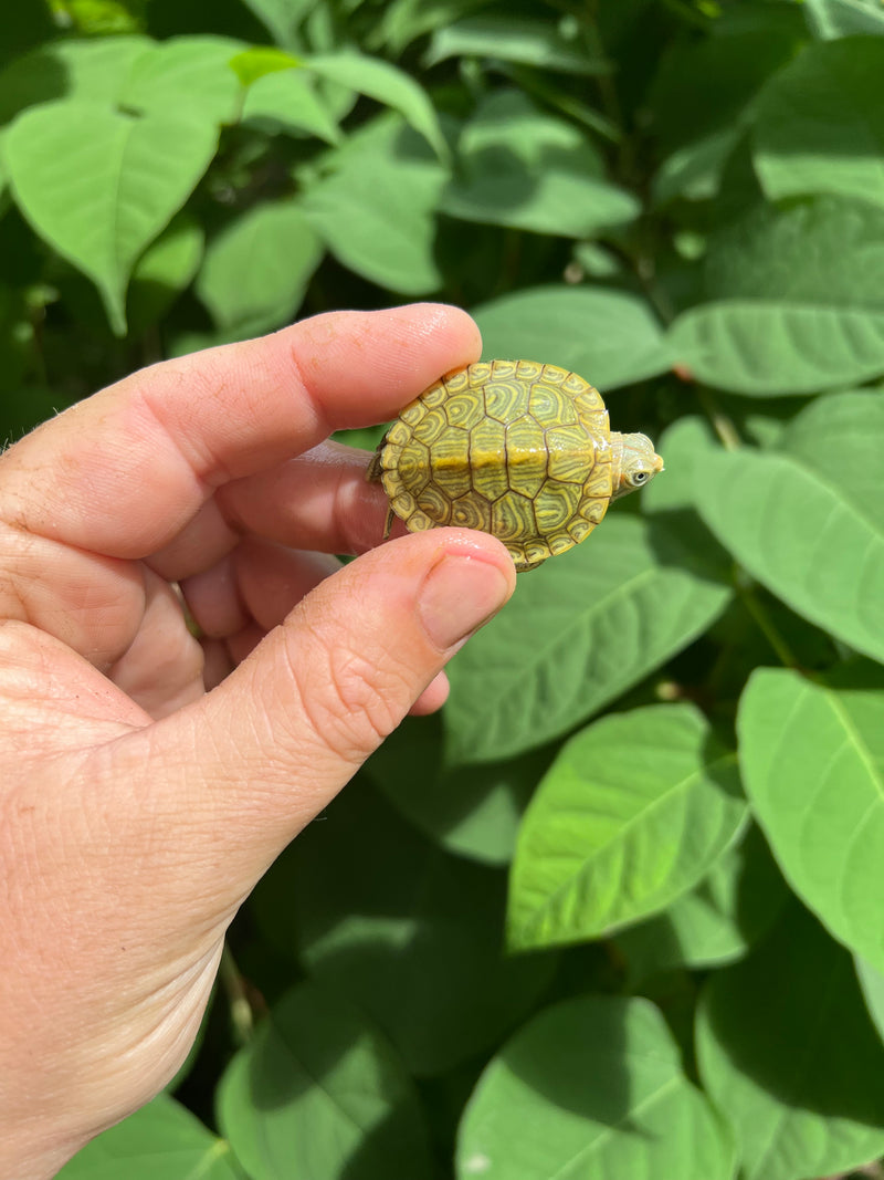 Pastel Clown Red Eared Slider Turtle 2024