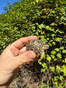 Leopard Tortoise 2024