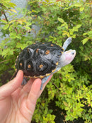 Ornate Diamondback Terrapin Female