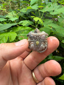 Paradox Albino Florida Snapping Turtle 2024