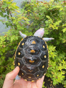 Ornate Diamondback Terrapin Female