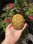 Yellow Mud Turtle Adult Female
