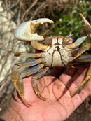 Trinidad Electric Blue Giant Land Crab (Cardisoma guanhumi)