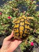Eastern Hermann's Tortoise Adult Female