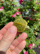 Mitch Clown Red Eared Slider Turtle