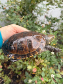 Franco-Italian Pond Turtle Adult Female